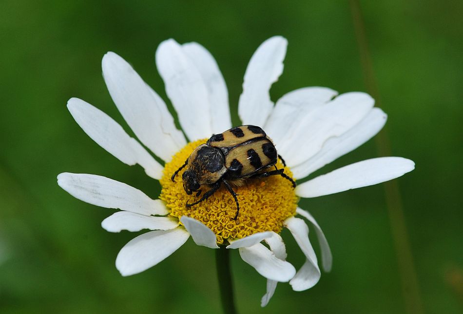 La vita in un fiore: terza parte